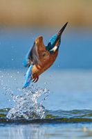 Kingfisher - Mass