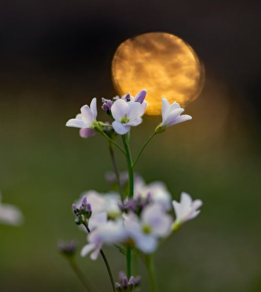 Wildblume im Sonnenuntergang von EFFEKTPHOTOGRAPHY.nl