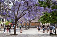 Purple trees in Malaga