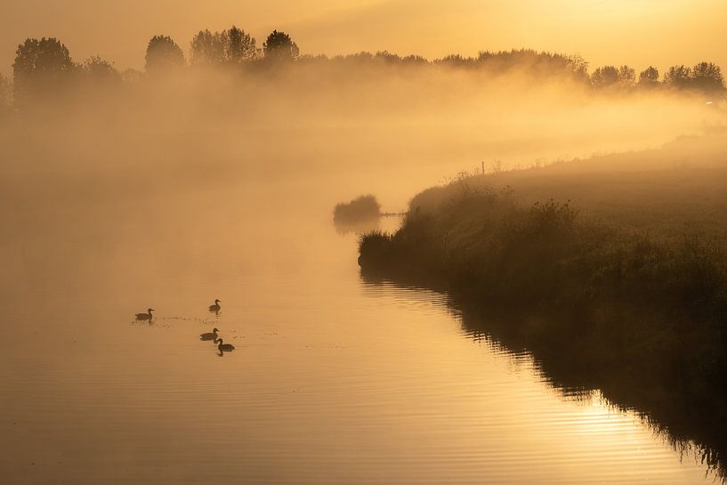 Ducks on the river at sunrise by Anges van der Logt