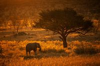 Sunset with elephant in Namibia