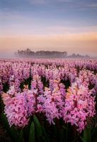 Lueur matinale sur le champ de jacinthes