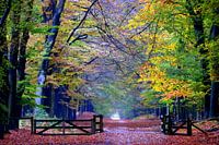 Autumn at Planken Wambuis