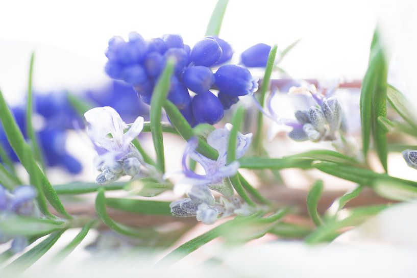 Les délicats tons bleus du printemps des fleurs et des feuilles par Tanja Riedel