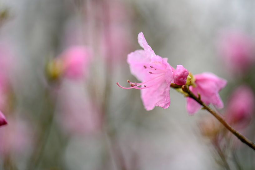 flowers part 67 by Tania Perneel