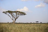 Serengeti bedeutet endlose Grasfelder.