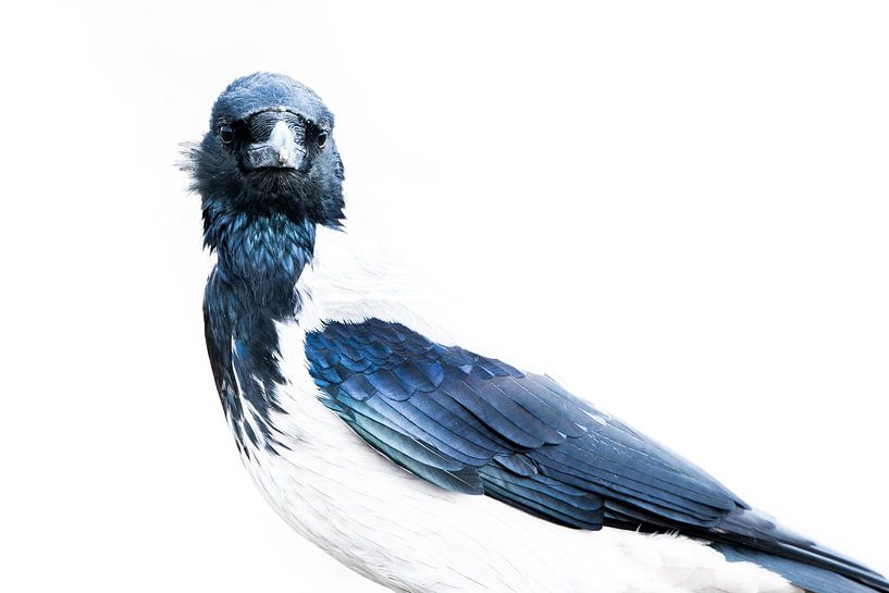 Close-up of the hooded crow by Danny Slijfer Natuurfotografie