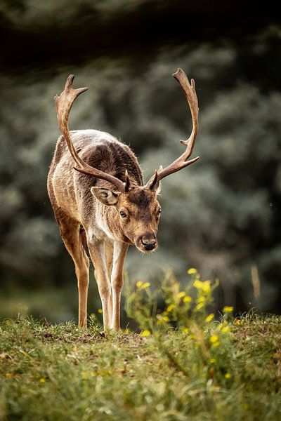 Damhirsch in der Natur von Design Wall Arts