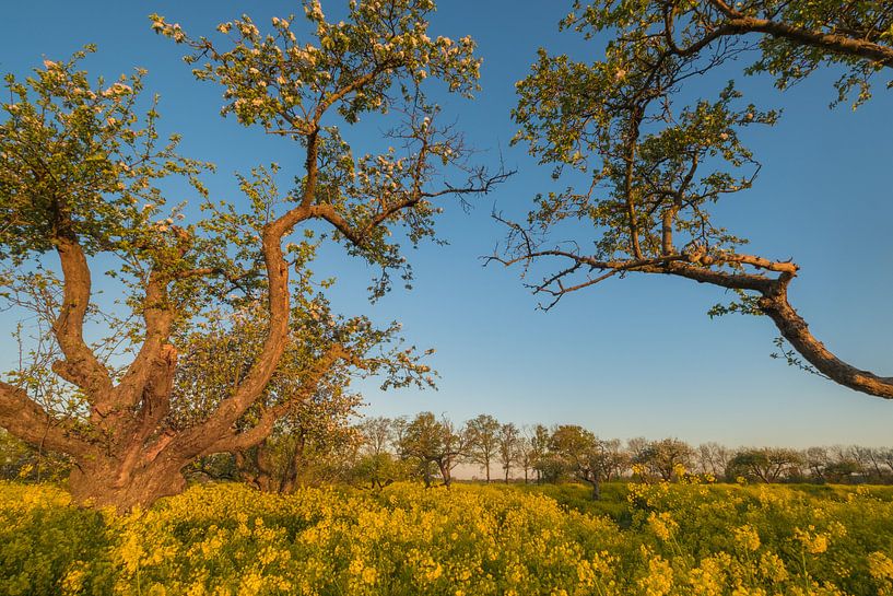 Colza - Graine de colza par Moetwil en van Dijk - Fotografie