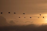 Kraniche in der aufgehenden Sonne