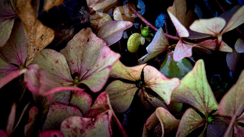 Blütenblätter von Hortensien von Jenco van Zalk