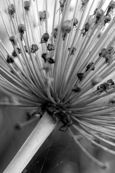 Dekorative Zwiebel von Sabine Bouwmeester