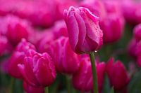 Roze tulpen