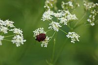 Pyjamawanze auf Blume