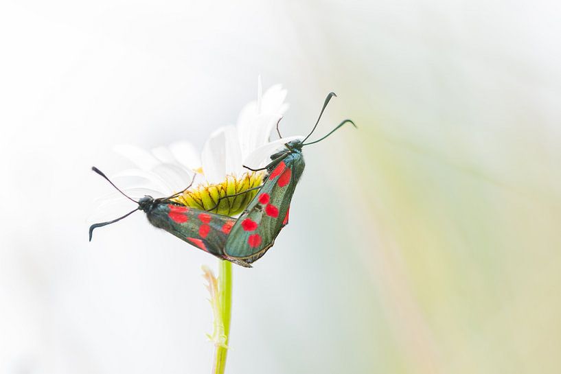 Deux Zygaena filipendulae par Danny Slijfer Natuurfotografie