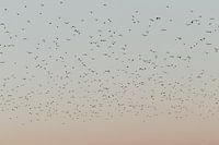 Schottische Highlander in den niederländischen Dünen