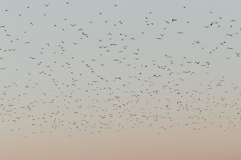 Schottische Highlander in den niederländischen Dünen von Anne Zwagers