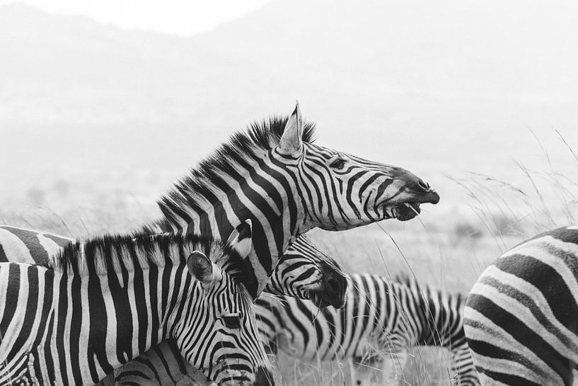 Schwarz-Weiß-Druck eines Zebras | Reisefotografie | Südafrika von Sanne Dost
