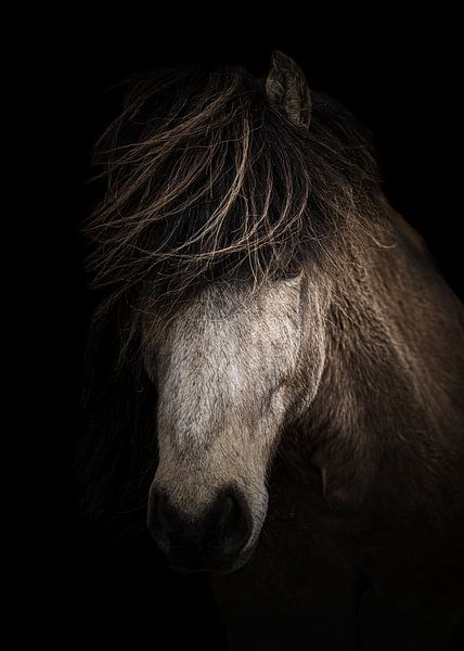 Icelander (Horse) by Edwin Kooren