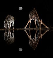 Eine Giraffe und ein Zebra an einer Wasserstelle im Mondlicht