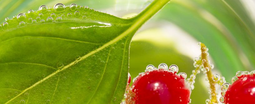 Bessen en bubbels von Tom Smit