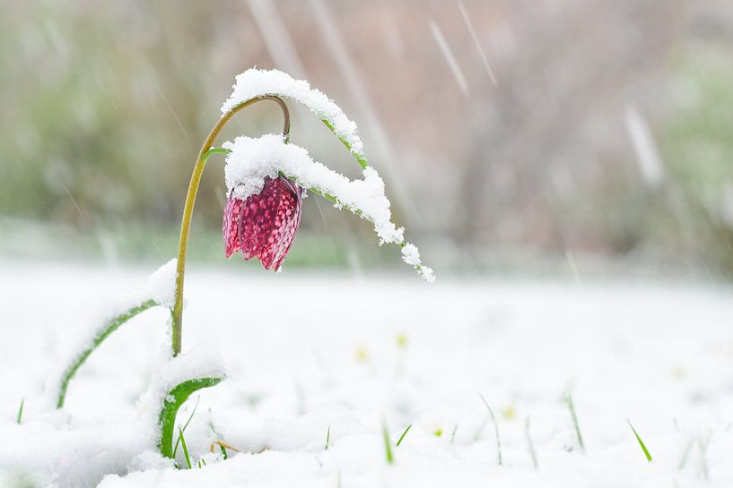 Fritillaire pintade couverte de neige par Sjoerd van der Wal Photographie