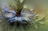 Little Miss in Green