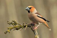 Hawfinch on branch