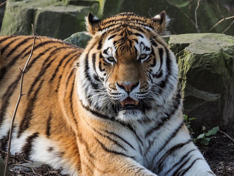 Amur Tiger or Siberian Tiger : Ouwehands DIerenpark by Loek Lobel