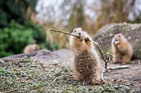 Prairie  dogs having lunch