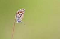 Un papillon dans l'herbe