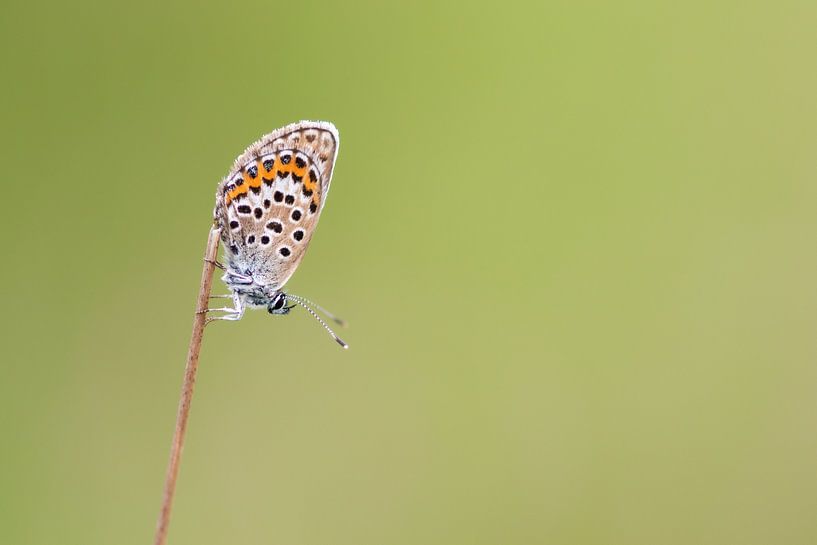 Un papillon dans l'herbe par Francesca Oostland