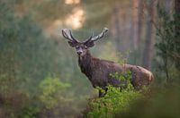 Rothirsch in der Morgendämmerung