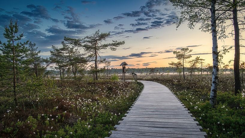 Das Schwarze Moor von Andre Michaelis