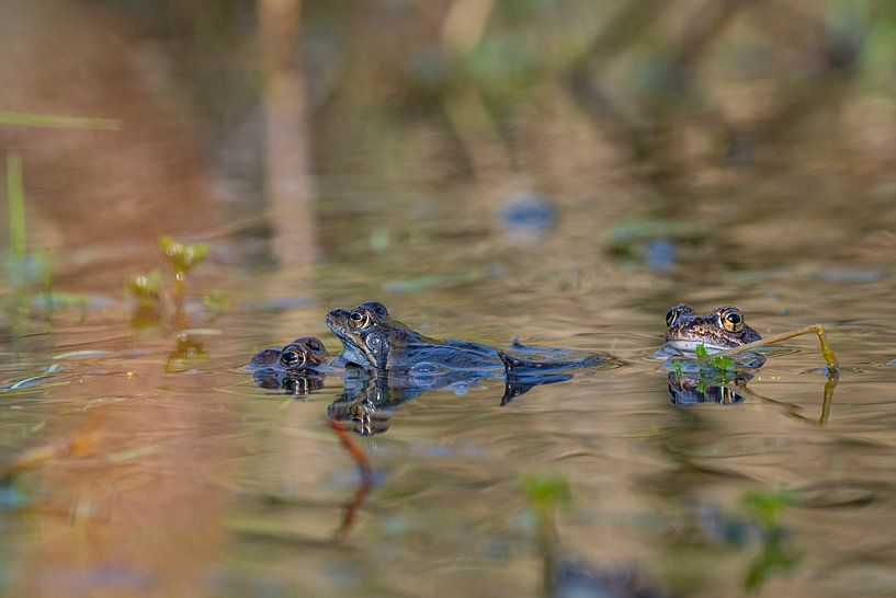 Sich paarende Frösche von der Seite gesehen, im Sumpf von John Ozguc