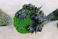 Golfbreker met zeewier.