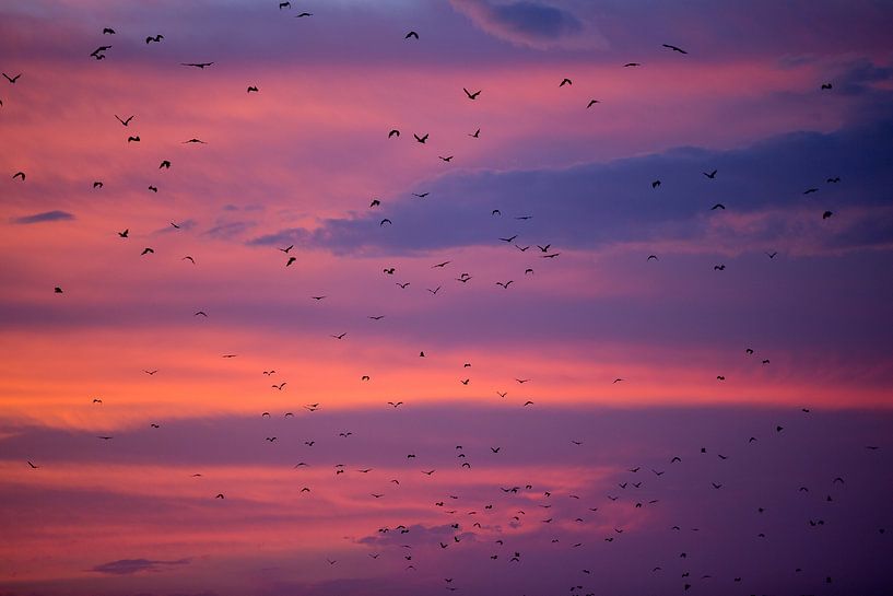 Bats fly off during sunset - Flores Indonesia von Michiel Ton