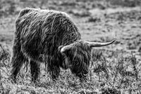 Schottischer Hochlandbewohner