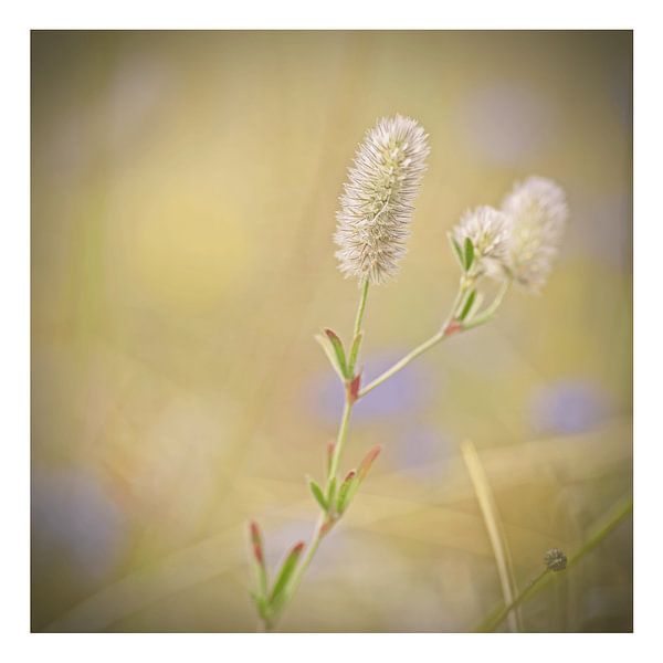 Patte de lièvre par Albert Wester Terschelling Photography