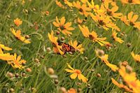 bloementuin met vlinder