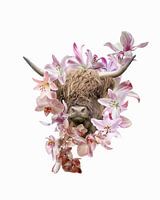 Schottischer Highlander