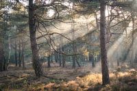 Des harpes solaires dans une forêt de conifères près de Harderwijk