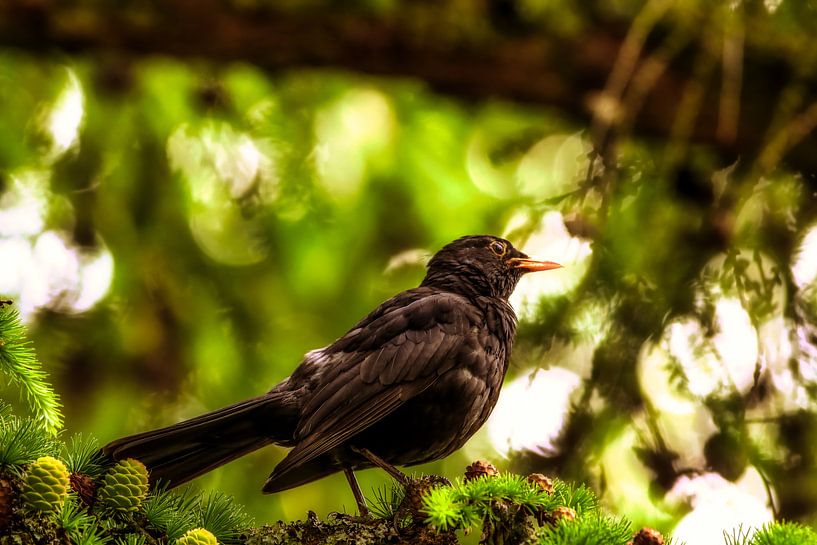 Amsel by Dagmar Marina