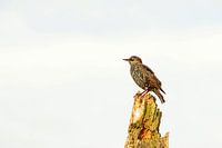 Starling