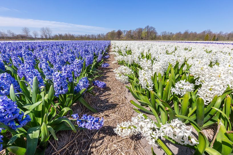 Flower bulb field with blue and white hyacinths in Holland by Ben Schonewille