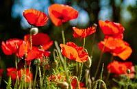 Frühlingsbote: roter Klatschmohn