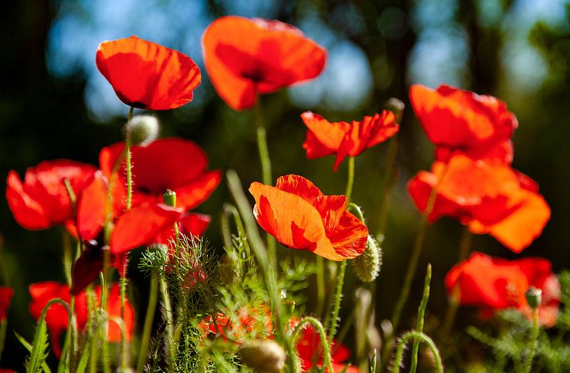 Messager du printemps : le coquelicot rouge par Hilke Maunder