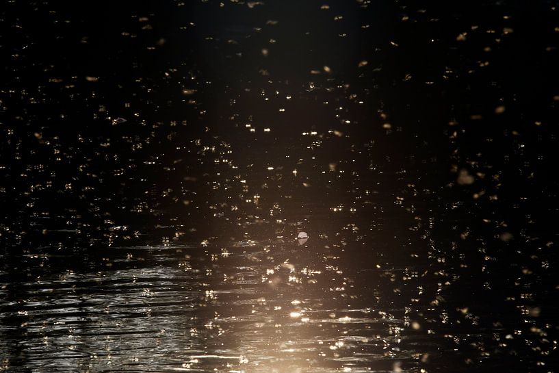 Das 'tanzende Licht' von Erna Kampman