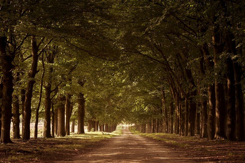 Beukenlaan von Marco de Graaff