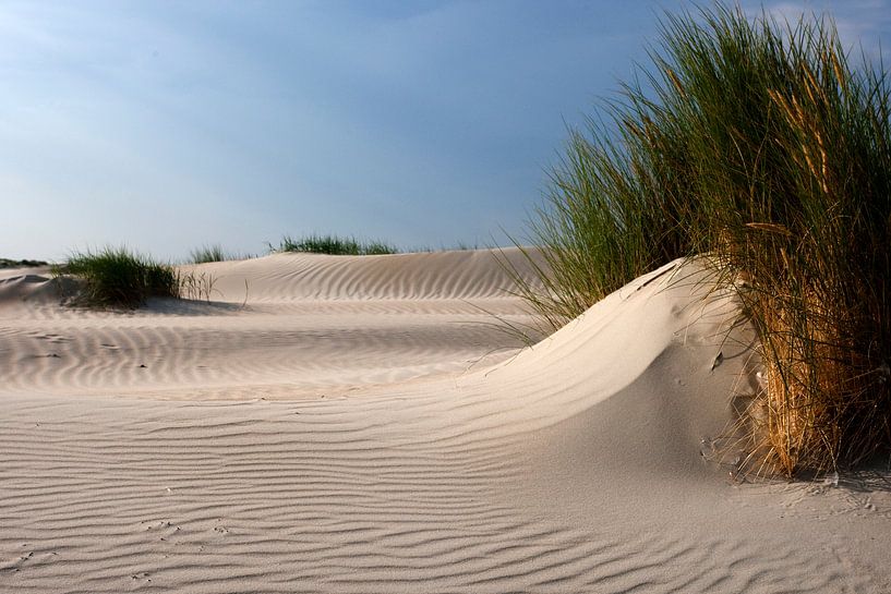 Hors op Texel von Martijn Smit
